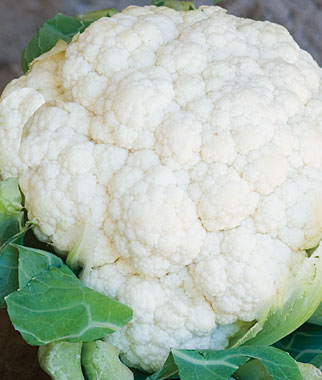 Snowball Hybrid Cauliflower